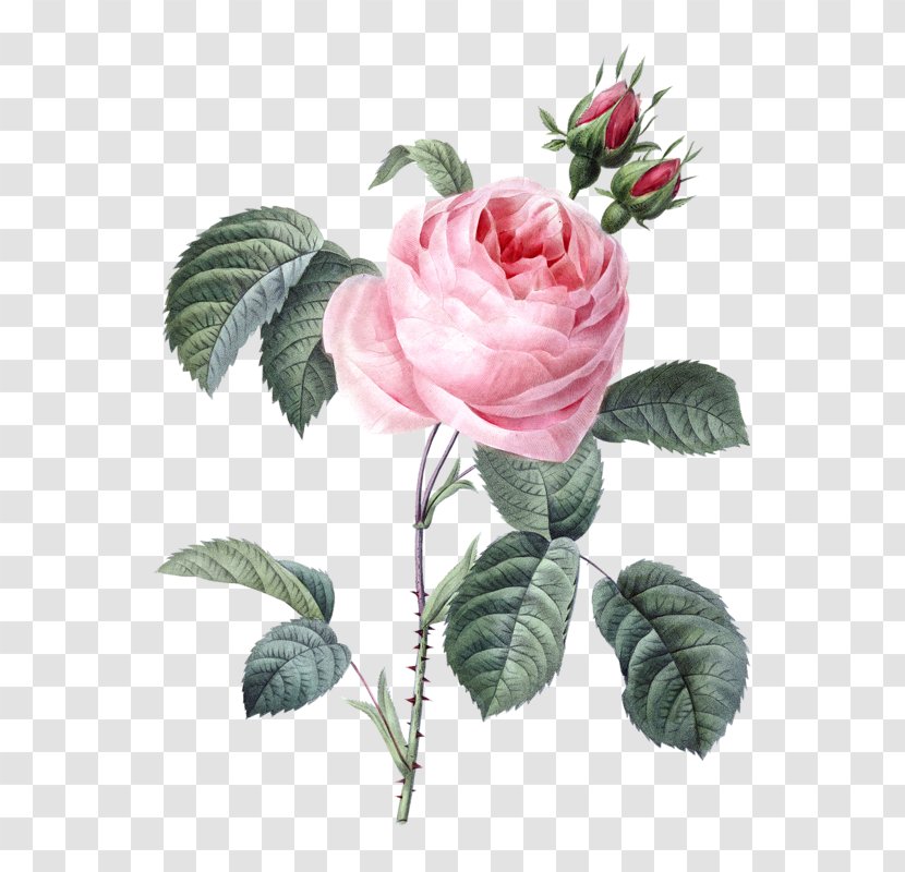 Les Roses Pierre-Joseph Redouté (1759-1840) Moss Rose Engraving - Order - Painting Transparent PNG