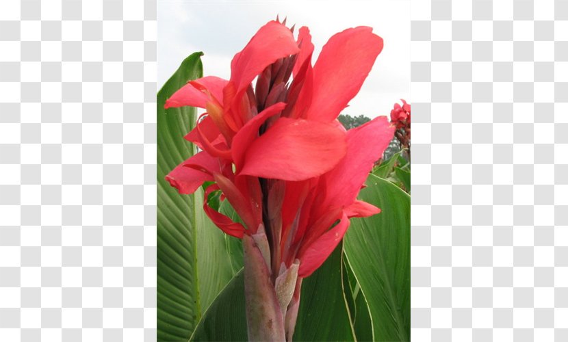 Canna Indian Shot Amaryllis Alstroemeriaceae Plant Stem - Flowering - Seed Transparent PNG