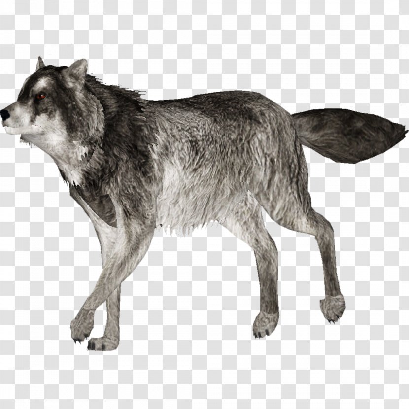 Dog Canidae Arctic Wolf Transparent PNG