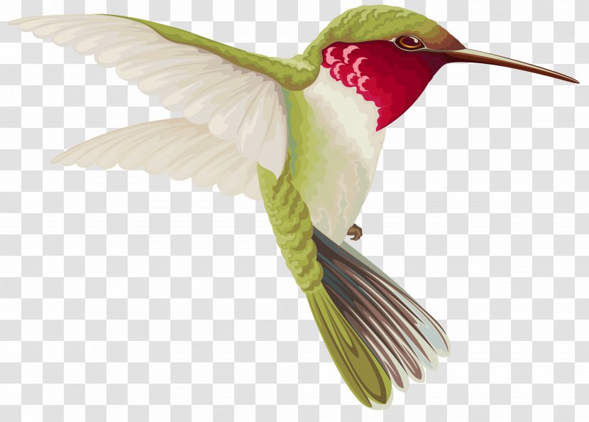 Hummingbird Drawing Clip Art - Bird - Transparent Cliparts Transparent PNG