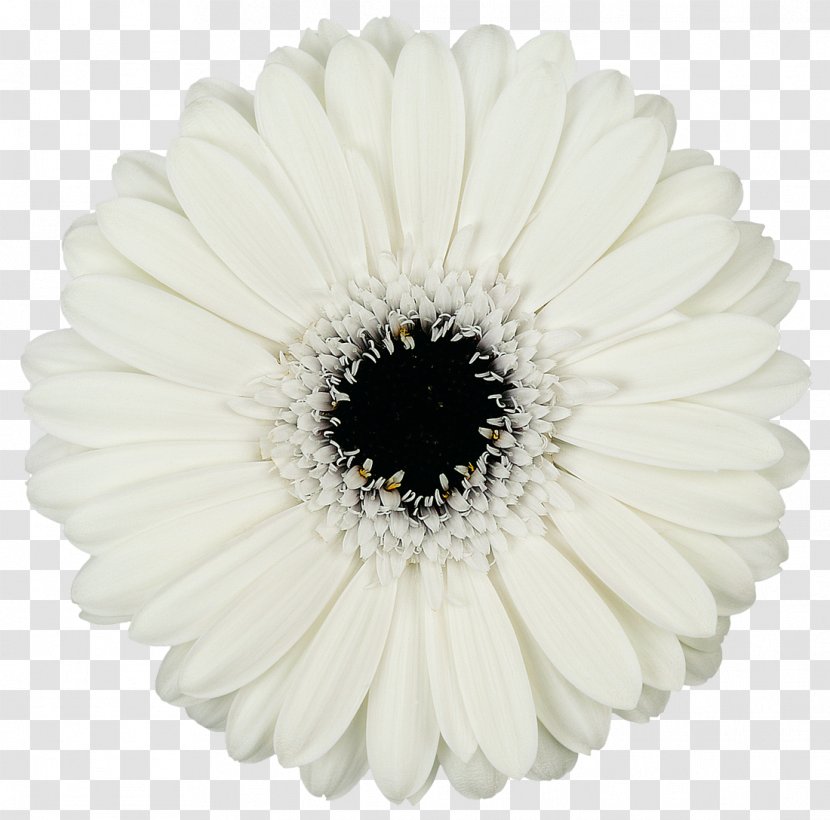 Mans Allure Gerbera Transvaal Daisy Cut Flowers Common - Shasta Transparent PNG