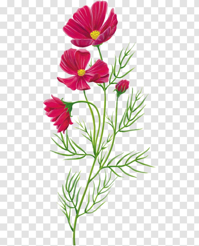 Flower Poppy - Flora - Pink Floral Pattern Transparent PNG