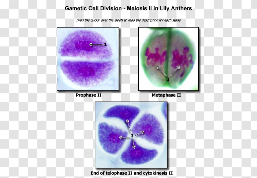 Meiosis Cell Division Biology Nucleolus - Violet - Ii Transparent PNG
