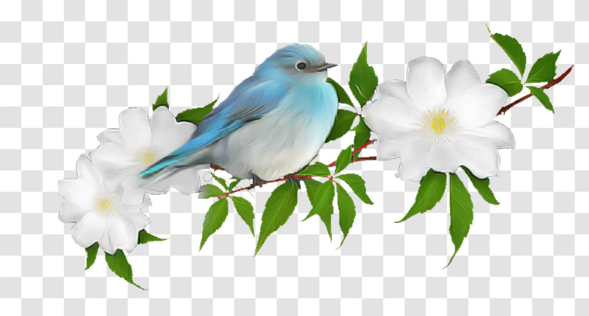 Bird Mountain Bluebird Bluebird Songbird Plant Transparent PNG