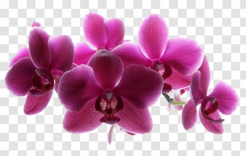 Orchids Mk-Avto, Avtoservis Photography Image Flower - Camera Transparent PNG