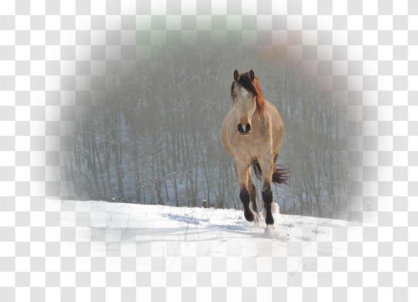 Mustang Stallion Mare Pack Animal Mane - Snout Transparent PNG