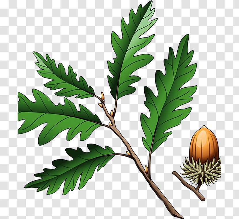 Southern Live Oak Quercus Coccinea Cerris Illustration - Acorn Transparent PNG