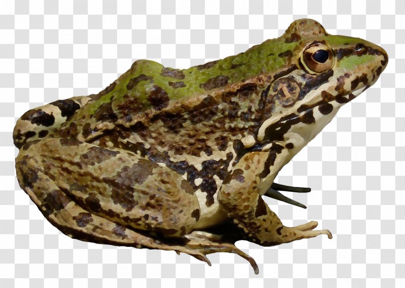 American Bullfrog Amphibians Transparency - Water Frogs - Batrachia Transparent PNG
