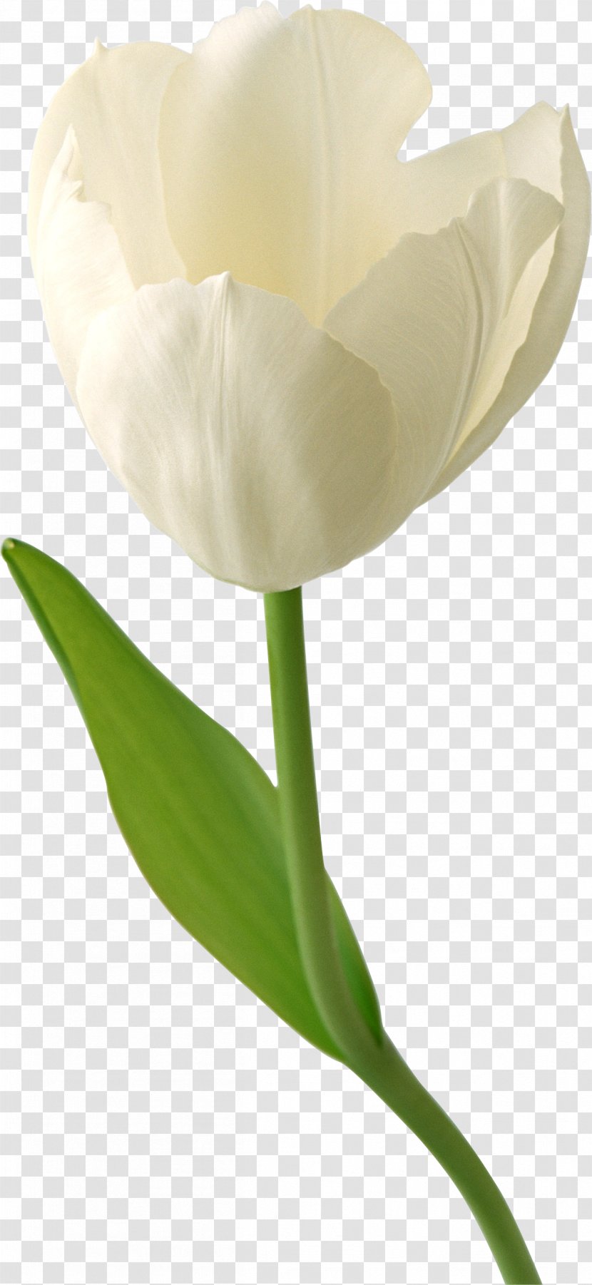 Tulip Desktop Wallpaper Flower High-definition Television - Ultrahighdefinition - Margarita Transparent PNG