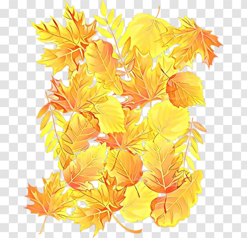 Orange - Cartoon - Flowering Plant Flower Transparent PNG