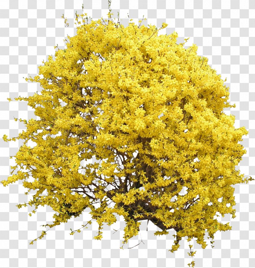 Shrub Forsythia Flower Tree - Texture Mapping - Blooming Bush Transparent PNG