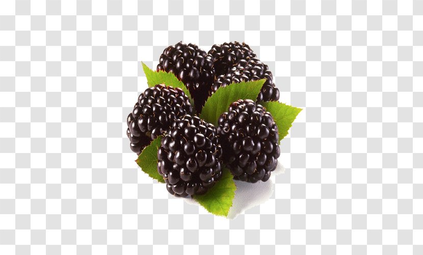 Blackberry Raspberry Fruit Rubus Nessensis - Shrub - Hurma Transparent PNG