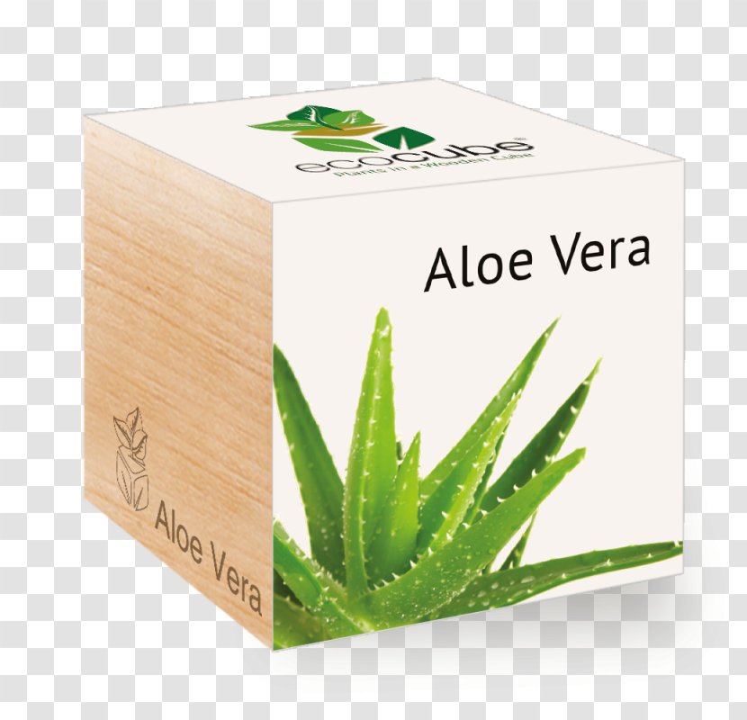 Aloe Vera Cube Plants GROW Tree - Grow Transparent PNG