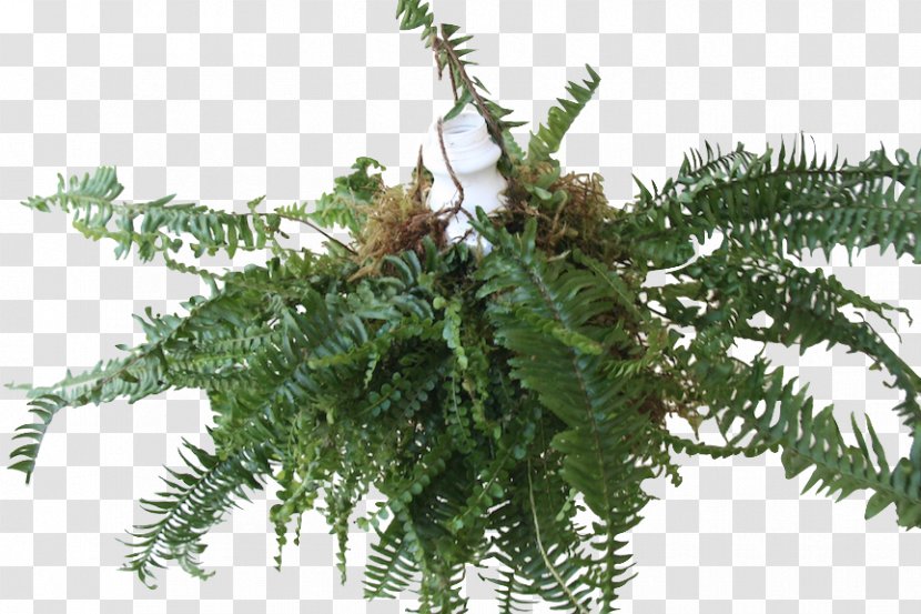 Angiopteris Evecta Fern Vascular Plant Botany - Evergreen Transparent PNG