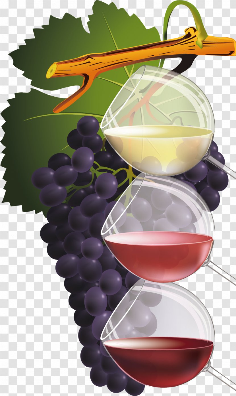 Red Wine Common Grape Vine - Drawing - Grapes Transparent PNG