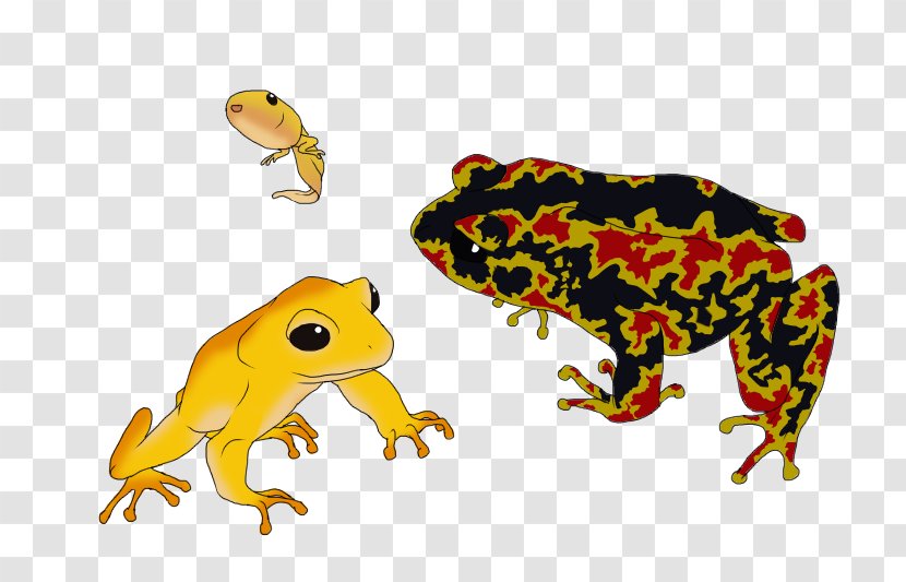 Toad True Frog Tree Terrestrial Animal Transparent PNG