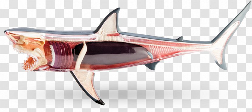 Shark Anatomy Great White Human Body - Cartoon Transparent PNG