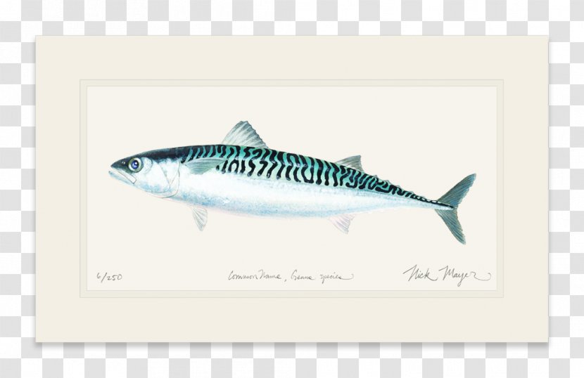 Mackerel Striped Bass Yellowfin Tuna Sardine - Requiem Shark - Double Twelve Posters Shading Material Transparent PNG