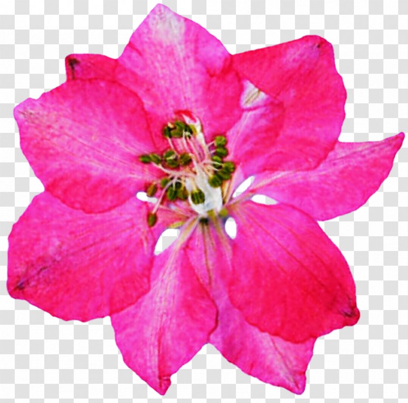 Azalea Rose Family Annual Plant Herbaceous Transparent PNG