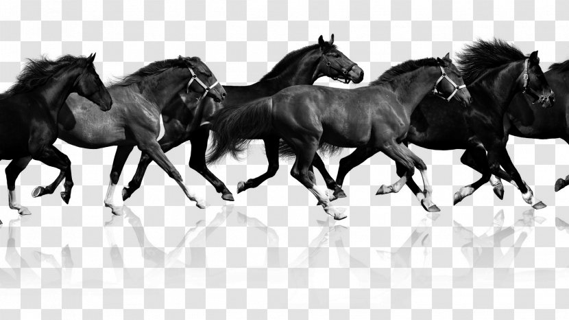 Haflinger Arabian Horse Budyonny Gallop Pony - Bridle - Dark Transparent PNG