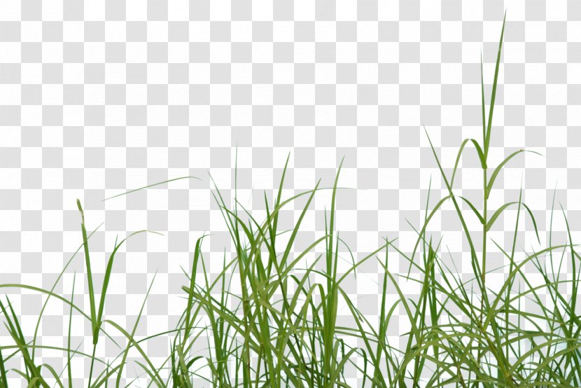 Grass Clip Art Image Lawn - Prairie - Feather Dirt Transparent PNG