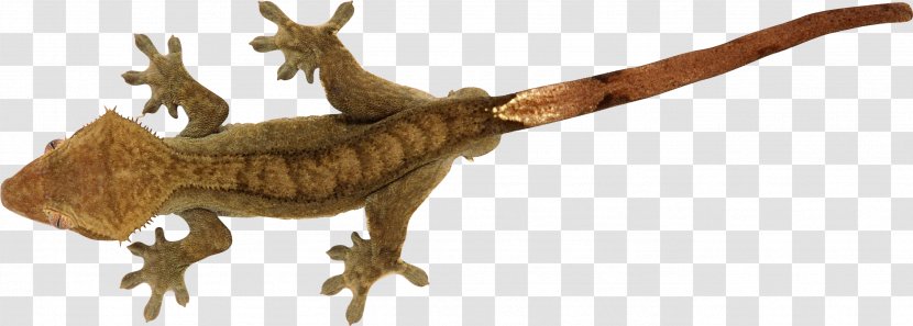 Lizard Clip Art Reptile 爬行动物: 蜥蜴 - Terrestrial Animal Transparent PNG
