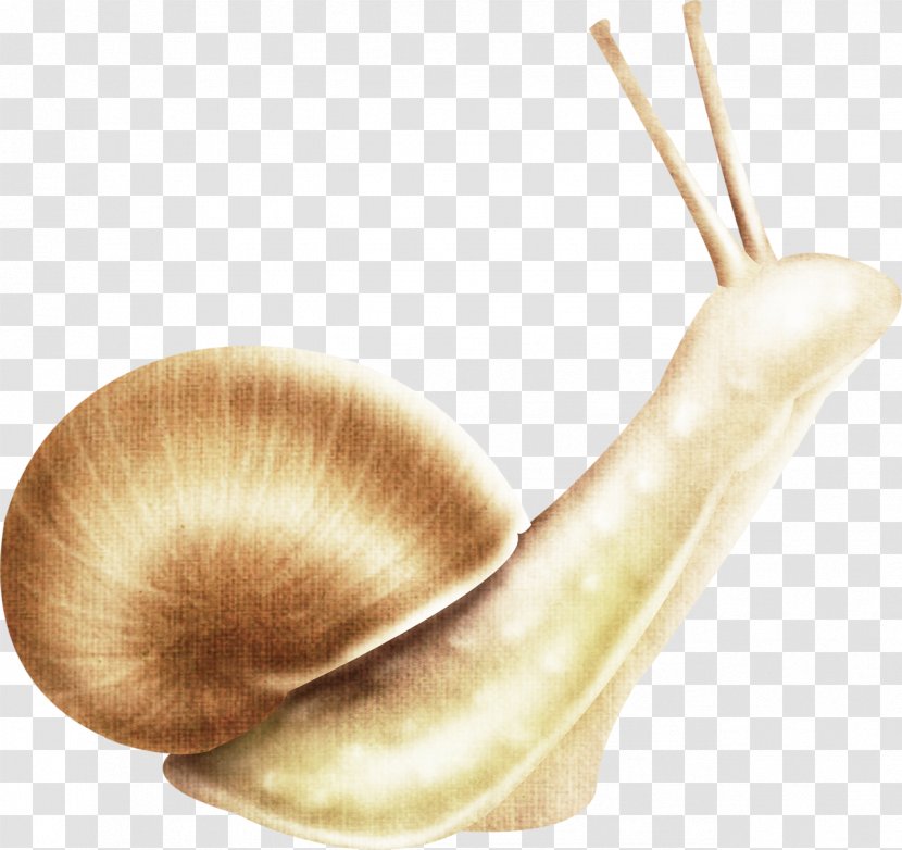 Snail Slime Escargot Icon - Snails And Slugs Transparent PNG