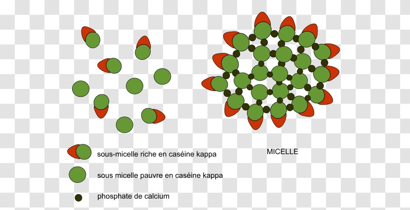 Milk Casein Micelle Coagulation Du Lait Colloid - Flower Transparent PNG