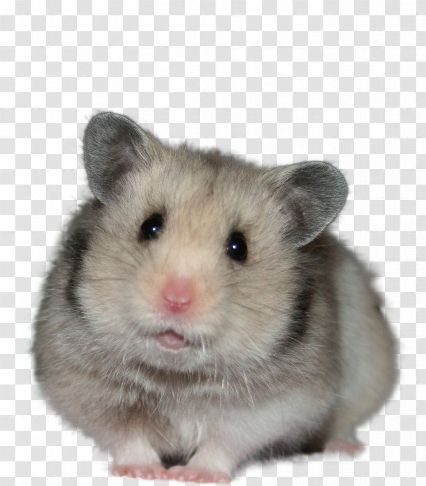 Golden Hamster Djungarian Domestic Animal Whiskers - Rat Transparent PNG