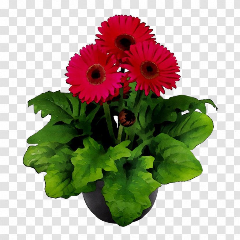 Transvaal Daisy Flowerpot Floral Design Cut Flowers - Photography - Seed Transparent PNG