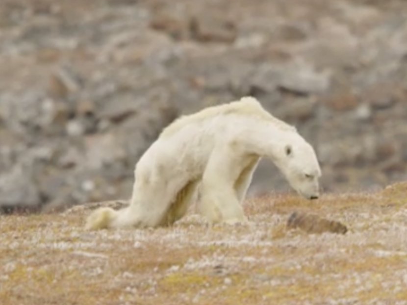 Polar Bear Baffin Island Moose Photographer - Wildlife Transparent PNG