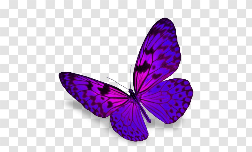 Butterfly Stock Photography - Depositphotos Transparent PNG