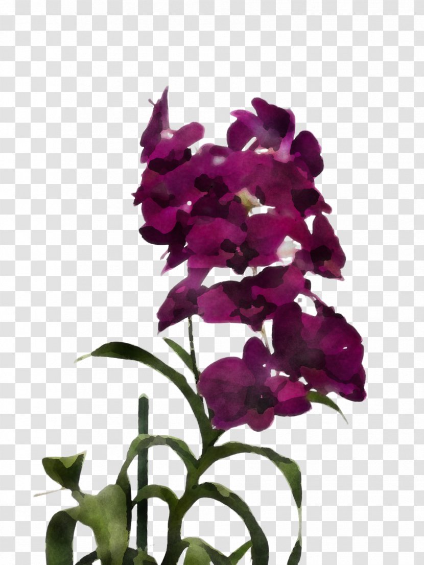 Flower Plant Purple Violet Petal - Dendrobium Orchid Transparent PNG