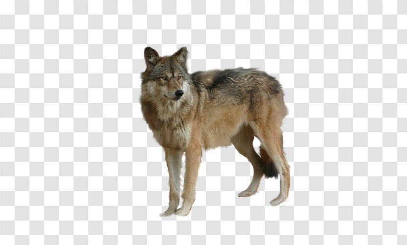 Arctic Wolf DeviantArt - Canis Lupus Tundrarum - Staring Free Matting Transparent PNG