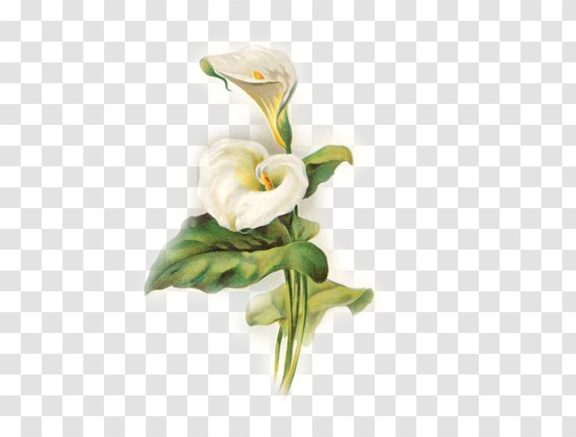 Easter Lily Background - Dendrobium - Moth Orchid Transparent PNG
