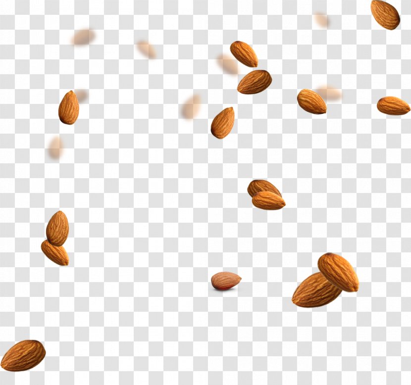 Almond Nucule Icon - Dried Fruit Transparent PNG