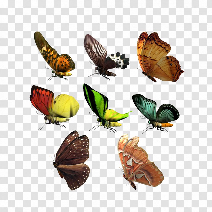 CorelDRAW Adobe Illustrator Icon - Stock Photography - Butterfly Animal Transparent PNG