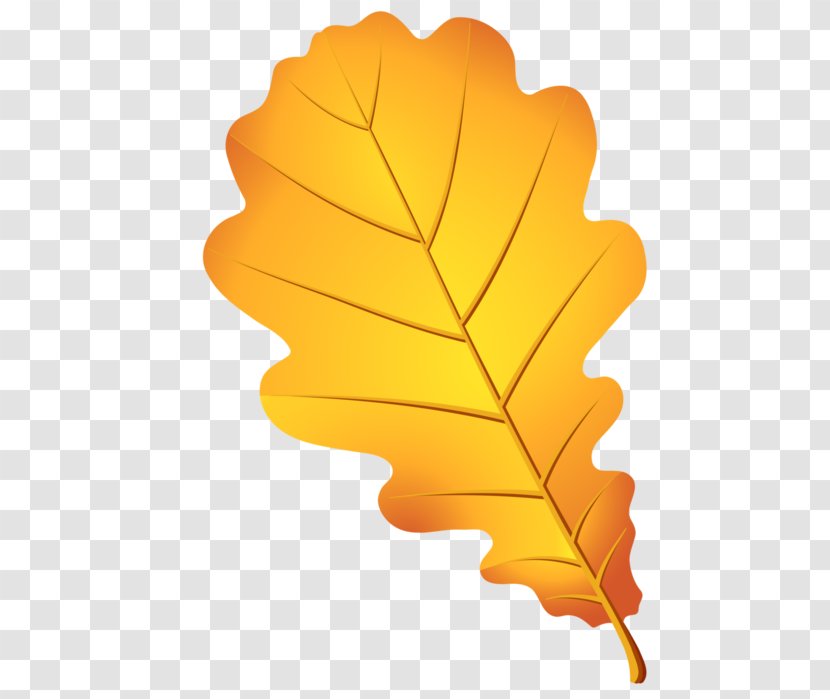 Clip Art Leaf Image Drawing - English Oak Transparent PNG