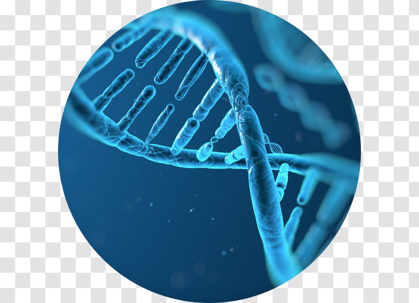 DNA Profiling Molecular Biology Genetics - Dna - Test Anxiety Transparent PNG
