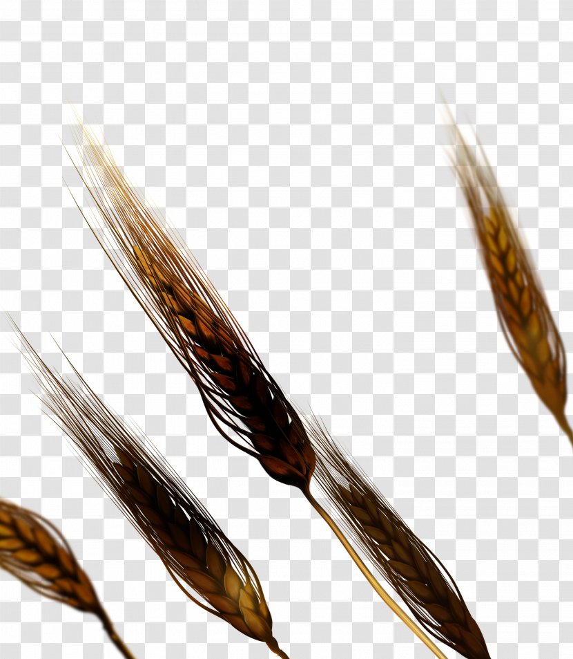 Download - Wheat - Charred Transparent PNG