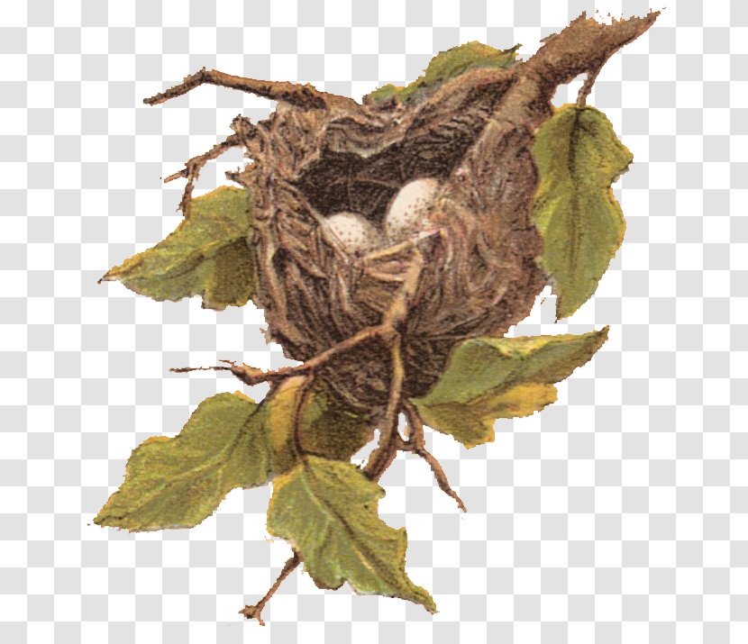 Bird Nest Sparrow Clip Art - Thanksgiving Mother's Day Transparent PNG