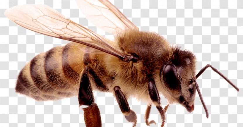 Hornet European Dark Bee Insect Carniolan Honey - Pollinator Transparent PNG
