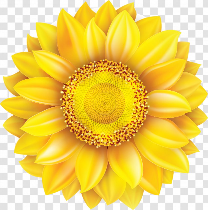 Common Sunflower Cartoon Gerbera Jamesonii - Pollen Transparent PNG