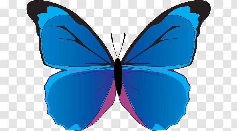 Butterfly Blue Morpho Clip Art - Wing Transparent PNG