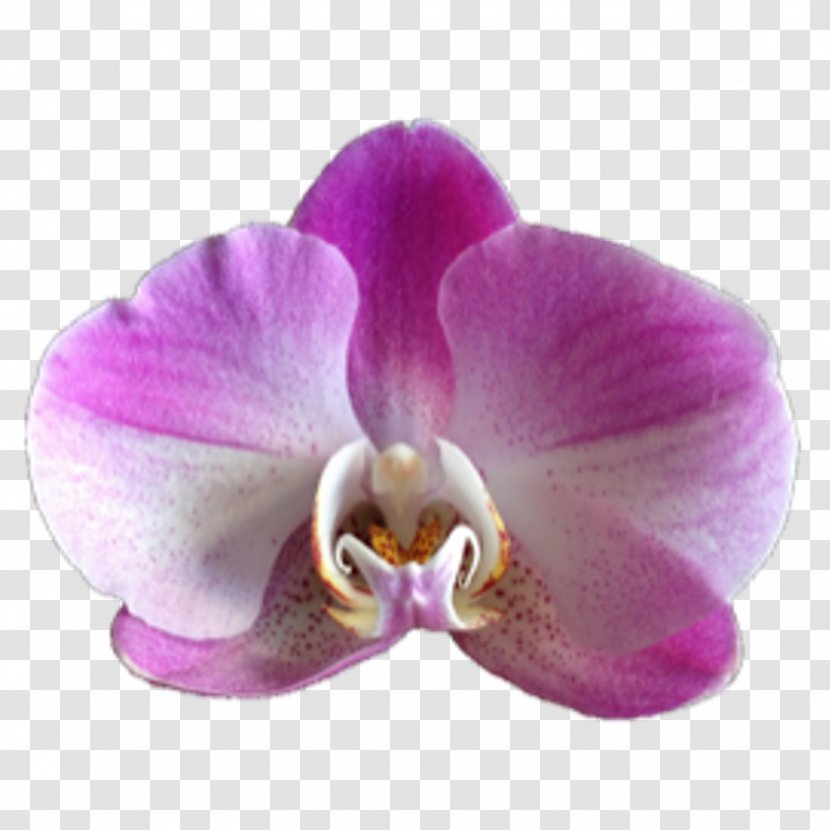Moth Orchids Flower Phaius - Boat Orchid Transparent PNG