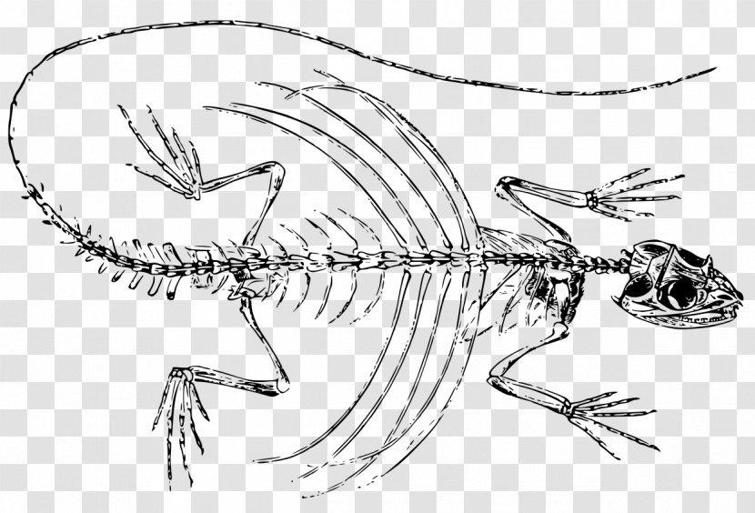 Lizard Reptile Draco Volans Flying And Gliding Animals Nature - Fictional Character - Skeleton Transparent PNG