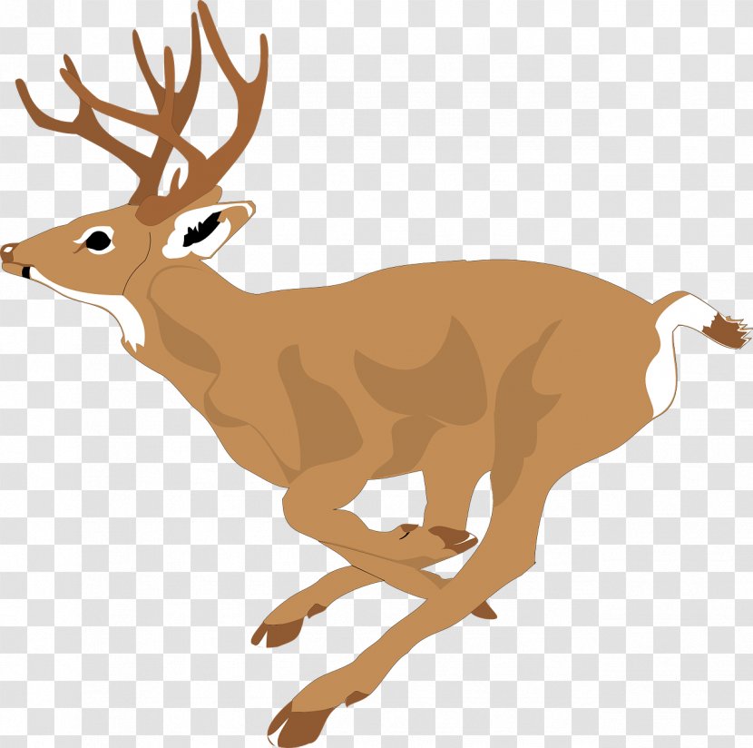 White-tailed Deer Clip Art - Terrestrial Animal - Predation Of Transparent PNG