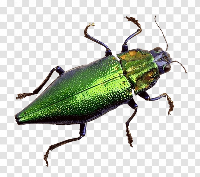 Scarabs Leaf Beetles Image - Arthropod - Beetle Transparent PNG