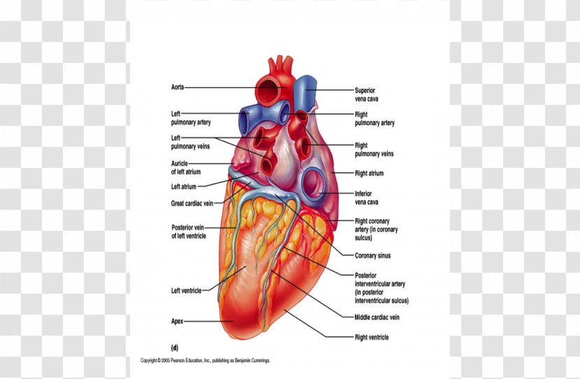 Heart Muscle Coronary Circulation Sinus Vein - Tree - Wall Rupture Transparent PNG