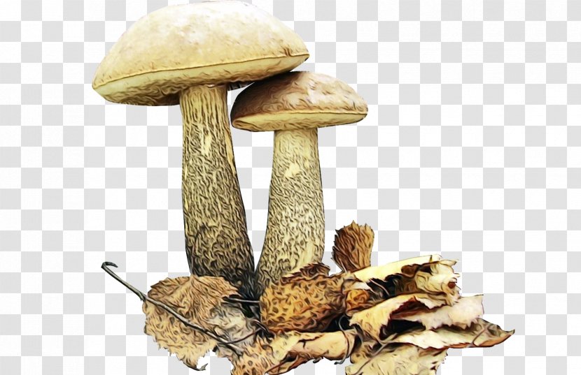 Mushroom Cartoon - Agaricus - Plant Oyster Transparent PNG
